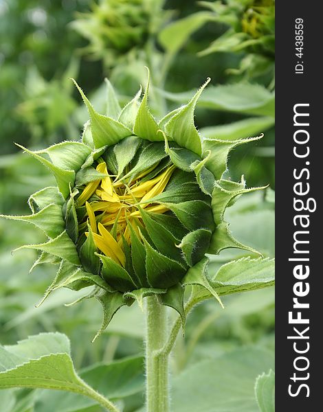 Sunflower Bud