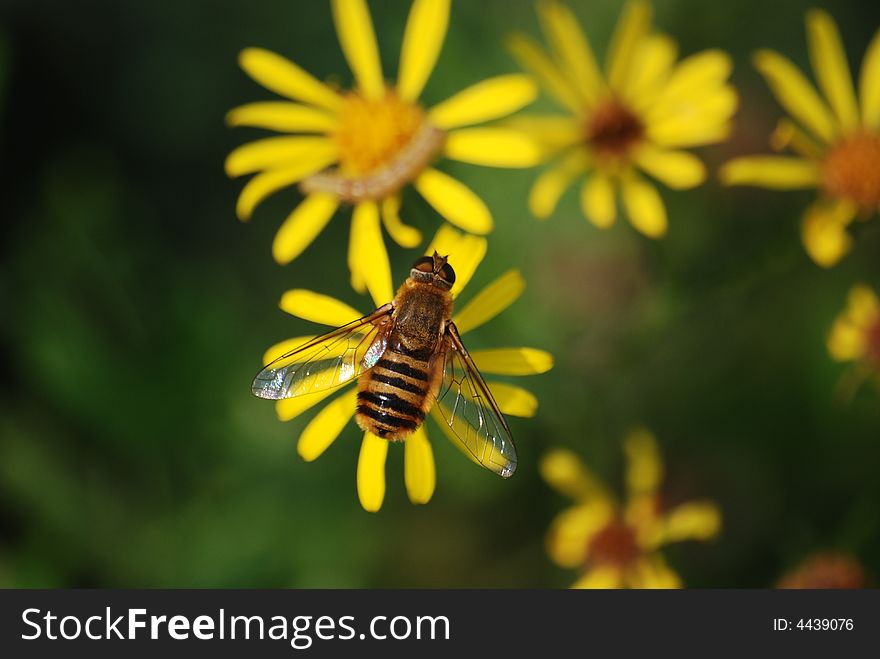 Fly on yellow flower, macro. Fly on yellow flower, macro