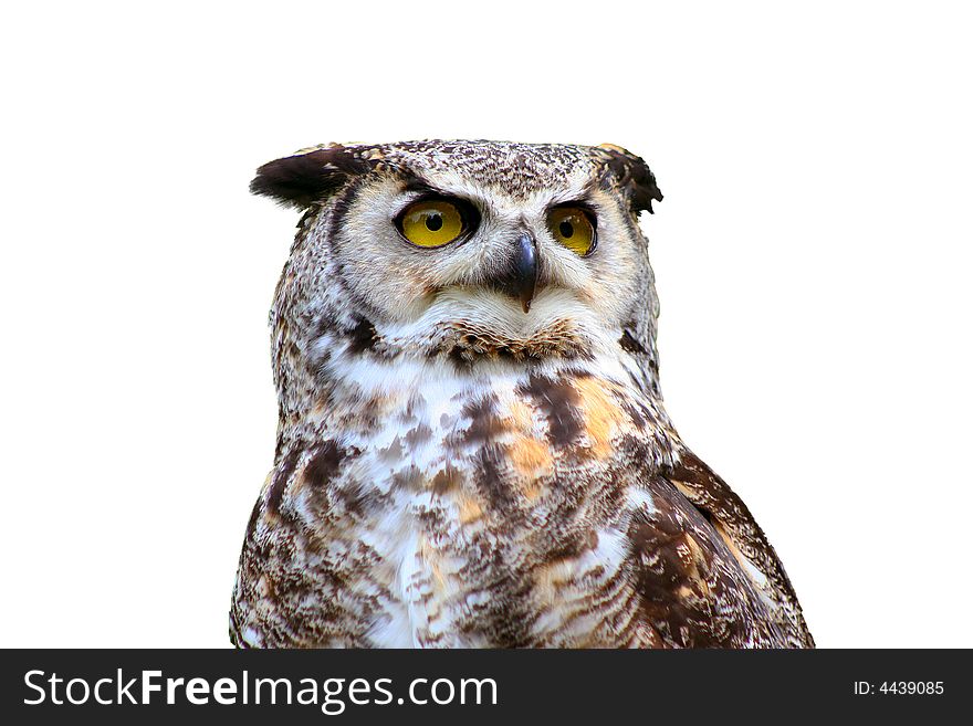 Isolated Great Horned Owl Perched and Ready for Flight. Isolated Great Horned Owl Perched and Ready for Flight