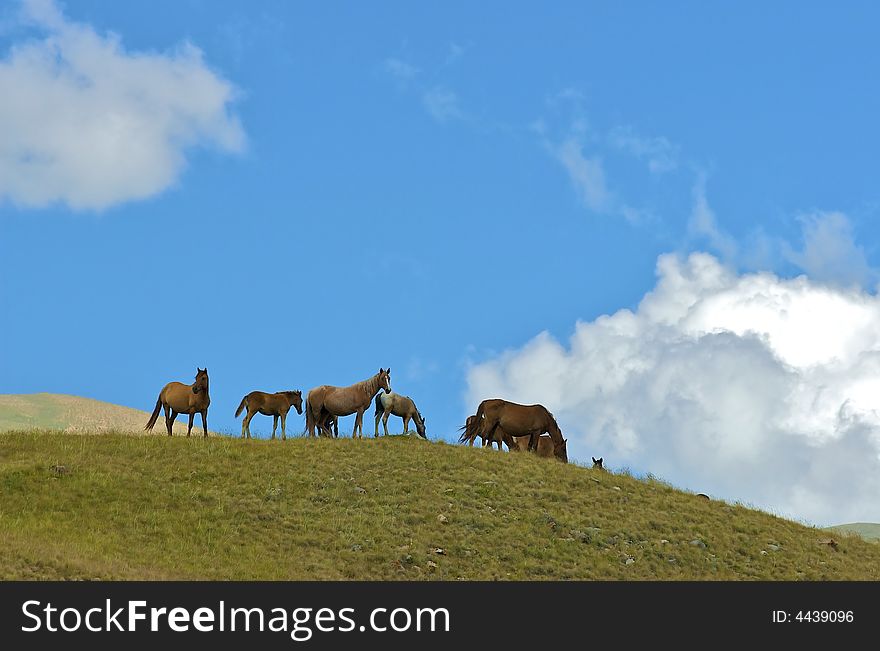 The herd of horses is grazed in the mountain valley