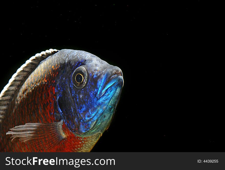 Malawifish