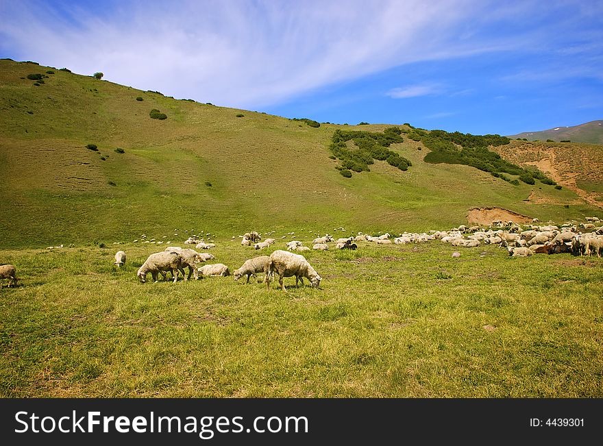 Passing themselves sheep in the mountain valley