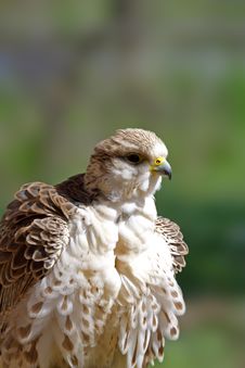 Peregrine Falcon ( Falco Peregrinus ) Royalty Free Stock Images Peregrine Falcon ( Falco Peregrinus ) Royalty Free Stock Images