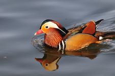 Mandarin Duck Royalty Free Stock Photography