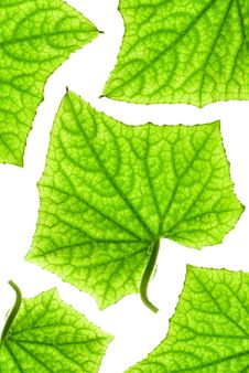 Green Leaf Pattern Royalty Free Stock Image Green Leaf Pattern Royalty Free Stock Image