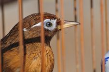 Bird In The Cage Royalty Free Stock Photo Bird In The Cage Royalty Free Stock Photo