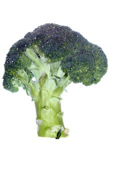 Fresh Green Broccoli Royalty Free Stock Photo Fresh Green Broccoli Royalty Free Stock Photo