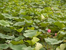 Chinese Water Lilies Stock Images Chinese Water Lilies Stock Images