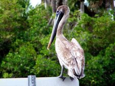 Pelican Resting On Sign Stock Photos Pelican Resting On Sign Stock Photos