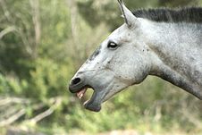 Horse Screaming Stock Photography