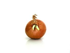 The Onion Stock Photo The Onion Stock Photo