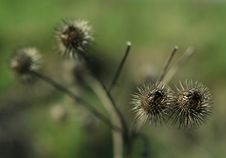 Thistle Stock Photos Thistle Stock Photos
