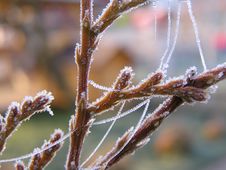 Frozen Nature Royalty Free Stock Photography