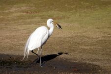 Heron Bird Catching Fish Stock Photography Heron Bird Catching Fish Stock Photography