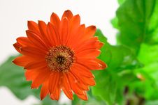 Red Gerbera Closeup Stock Photography Red Gerbera Closeup Stock Photography