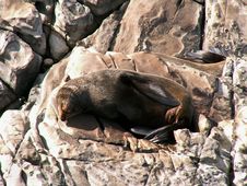 Resting NZ Fur Seal Stock Photo Resting NZ Fur Seal Stock Photo