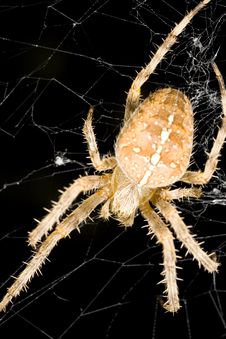 Orb Weaver Spider Found Near Seattle Washington Stock Photography Orb Weaver Spider Found Near Seattle Washington Stock Photography