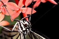 Closeup Of White Butterfly On Red Flower Stock Photography Closeup Of White Butterfly On Red Flower Stock Photography