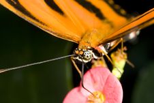 Butterfly Taking Nectar From A Flower Royalty Free Stock Photography Butterfly Taking Nectar From A Flower Royalty Free Stock Photography