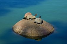 Turtles Sitting On The Big Turtle Rock Royalty Free Stock Photos Turtles Sitting On The Big Turtle Rock Royalty Free Stock Photos