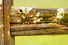Moss And Lichen Royalty Free Stock Image