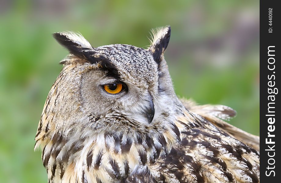 Eagle owl. Russian nature, Voronezh area.