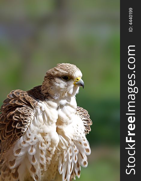 Falcon. Russian nature, Voronezh area. Falcon. Russian nature, Voronezh area