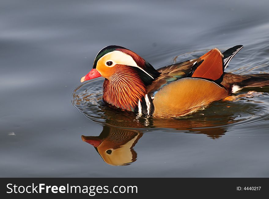 Mandarin duck, swimming duck, beautiful