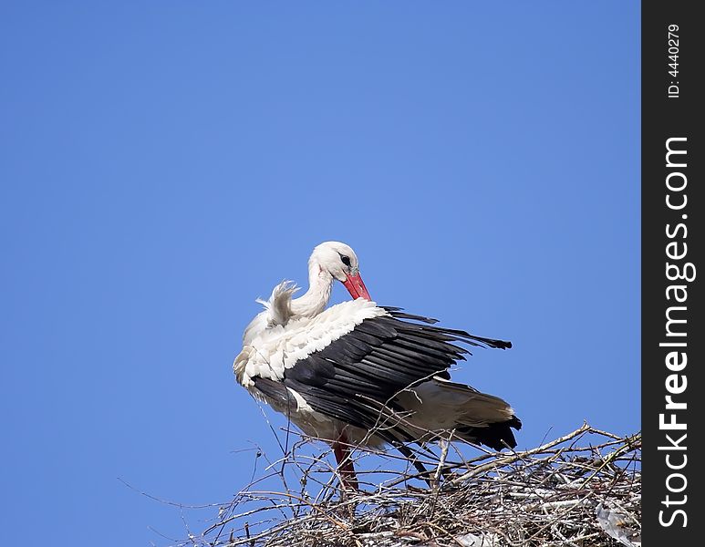 White Stork ( Ciconia ciconia ) on the nest. Russia, Voronezh preserve