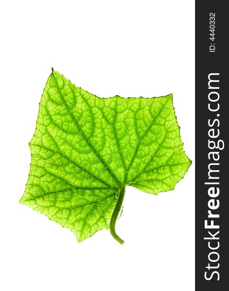 Green leaf on isolated white background