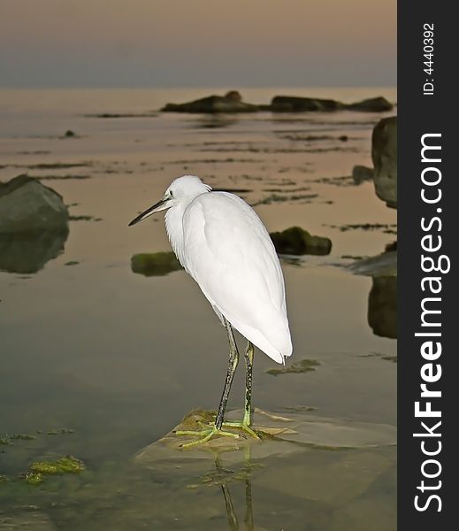 Great Egret ( Ardea alba ). Russia, Black sea