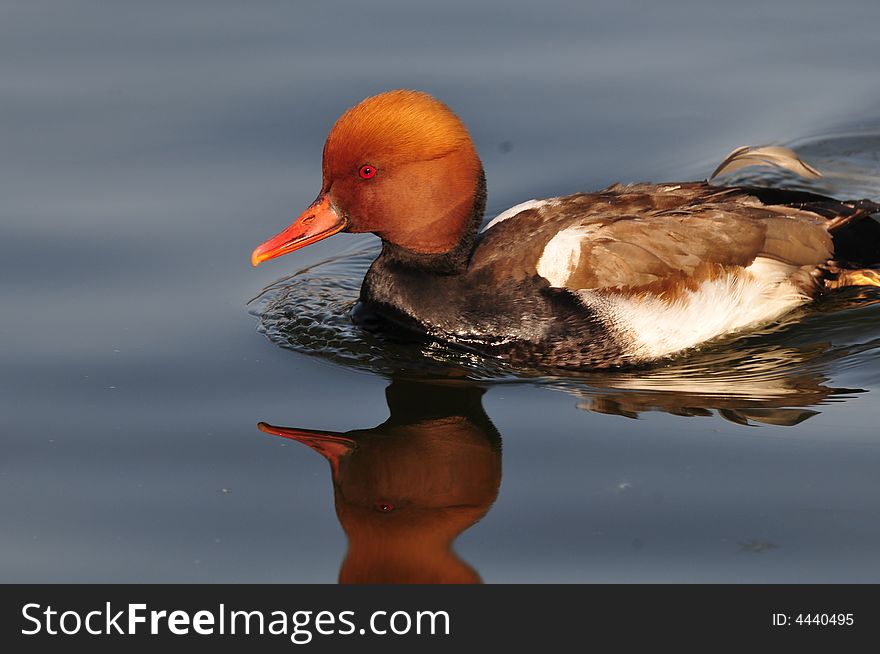 pochard duck swimming in the water