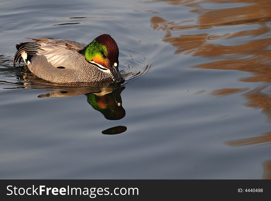 Pochard swimming  in the water,duck. Pochard swimming  in the water,duck