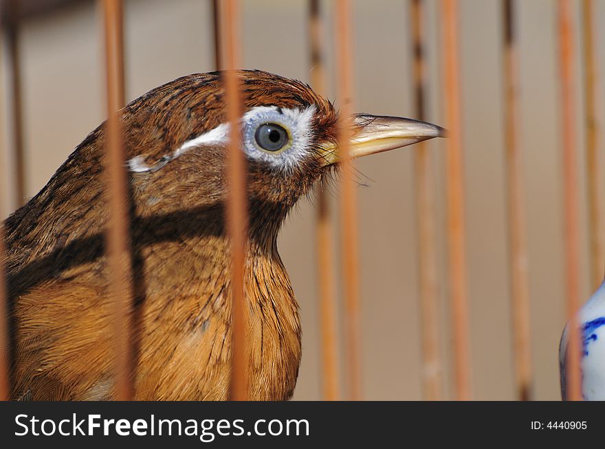 Bird in the cage, stare