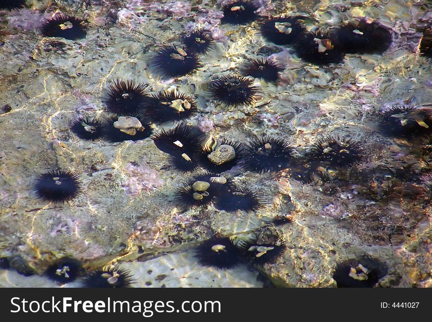 Image of the underwater life. Image of the underwater life