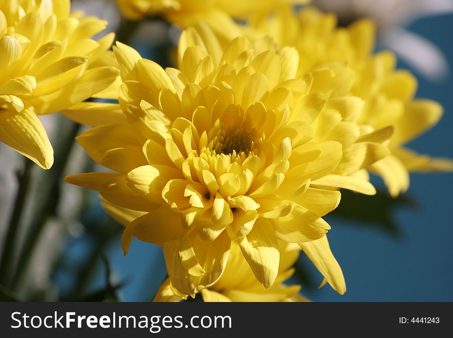 Yellow flowers on a blue background. Yellow flowers on a blue background