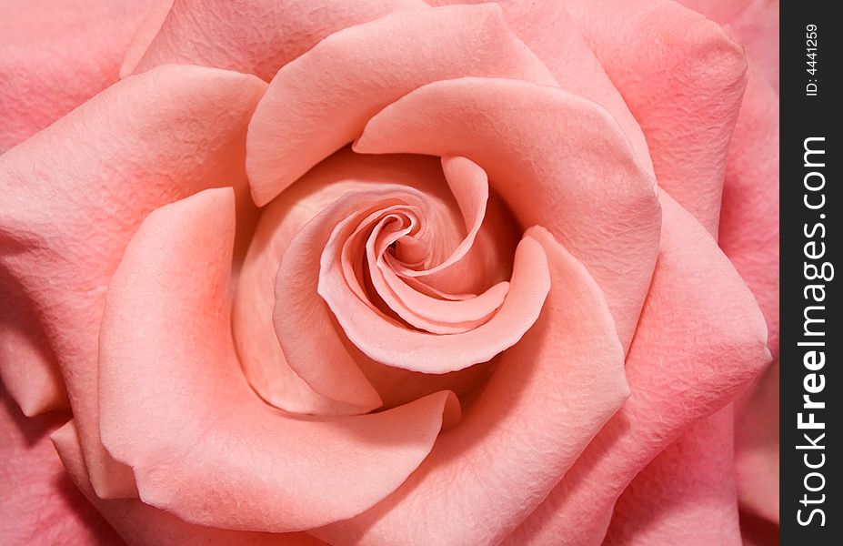 Background from a large pink rose