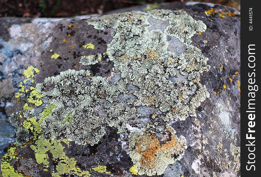 Moss flower pattern on a stone with light green yellow green colors and follower shape