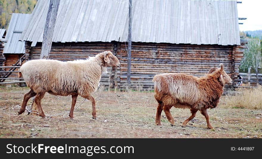 2 sheep before a house, photoed in a small village in China