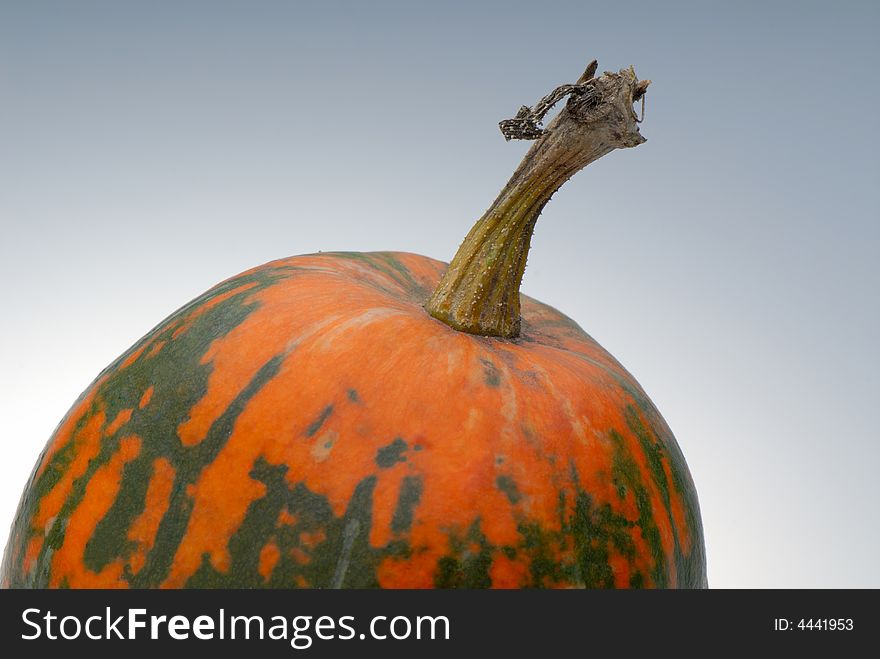 One pumpkin on light background, close up