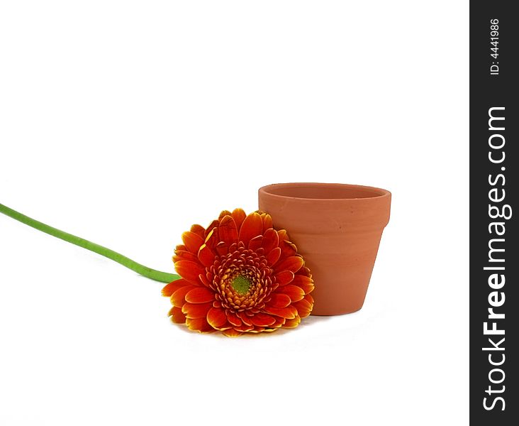 An orange marigold bloom, with stem, next to a small terracotta flowerpot, isolated on white. An orange marigold bloom, with stem, next to a small terracotta flowerpot, isolated on white.