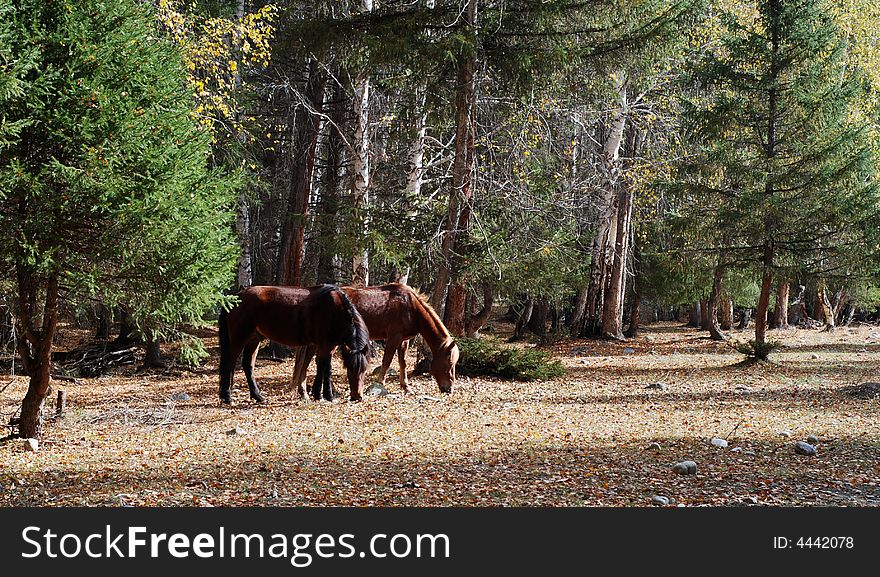 2 horses eating under pine tree with yellow glass ground