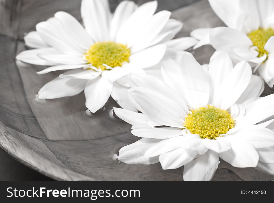 Flowers in bowl of water. Colors toned down on bowl. Flowers in bowl of water. Colors toned down on bowl