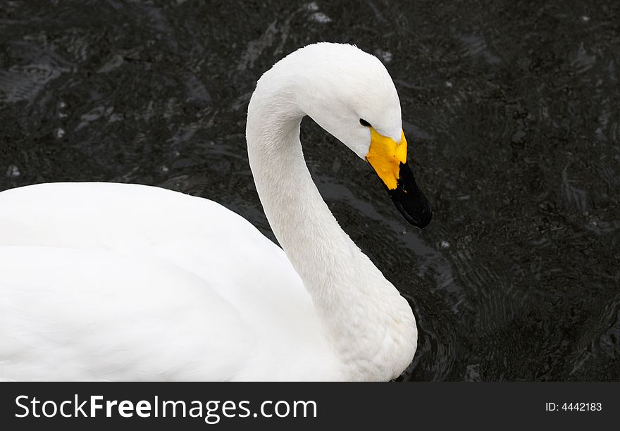 Beautiful white goose in lake
