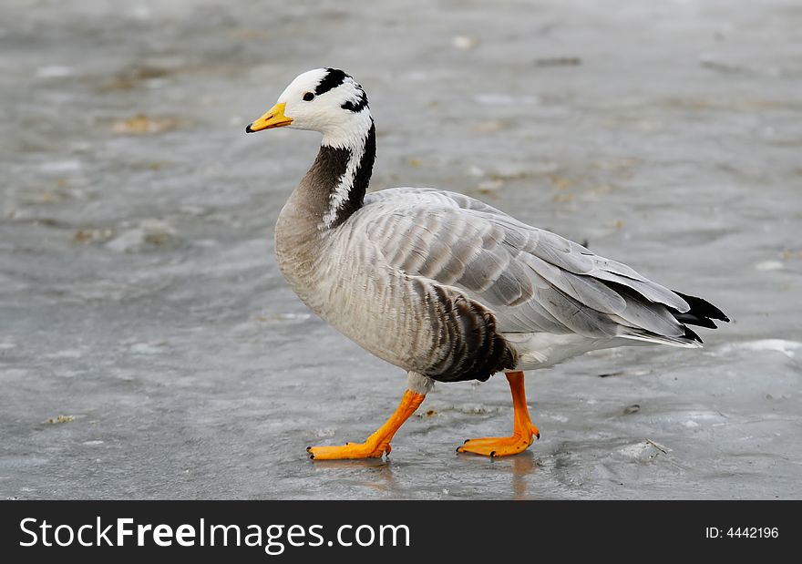 Beautiful duck walks on ice
