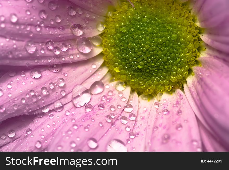 Macro of a pink Chrysanthemum with waterdrops. Macro of a pink Chrysanthemum with waterdrops