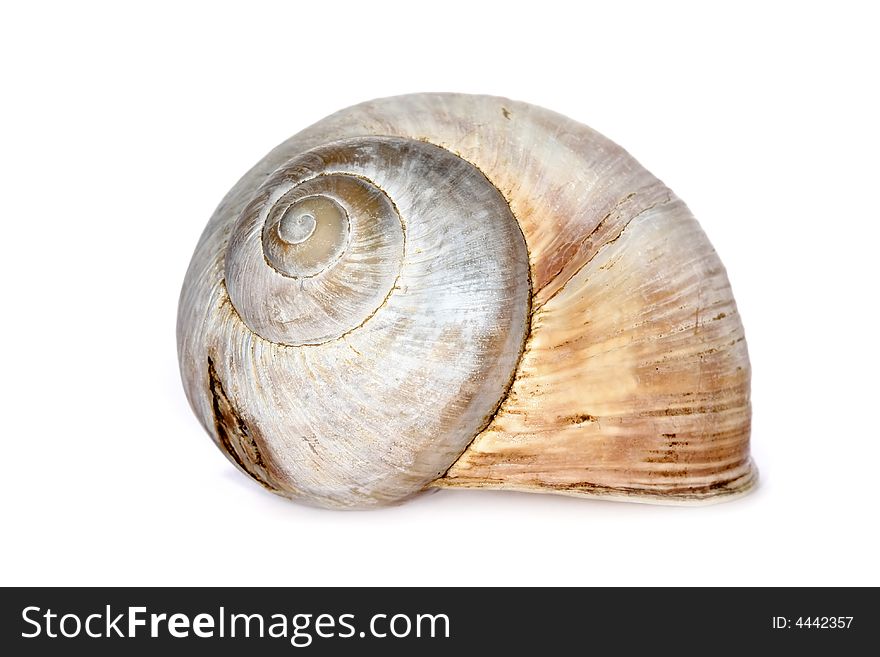 Isolated snail shell on white
