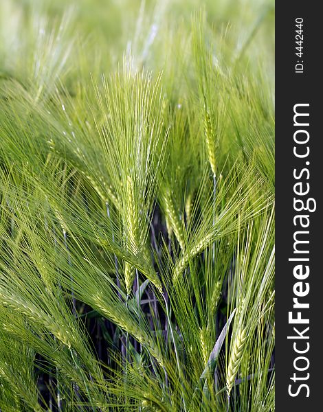 Close up of green wheat