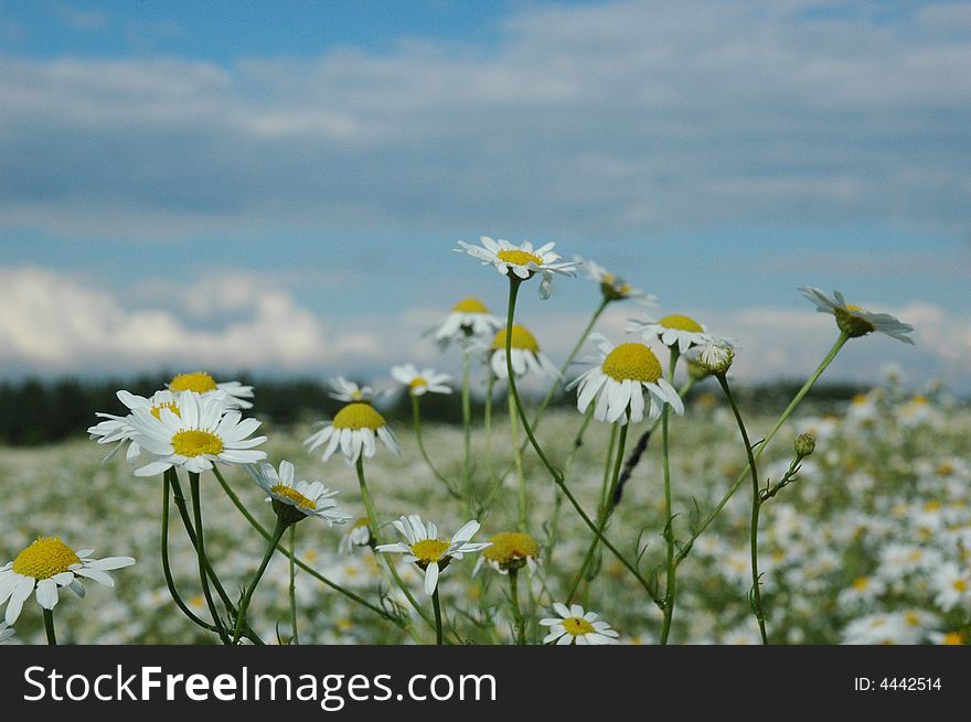 A field of wild camomiles (chamomiles). A field of wild camomiles (chamomiles)