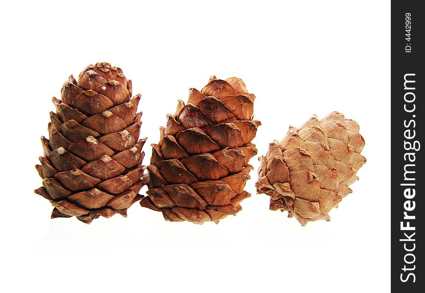 Pine cone isolated on white background. See my other cones.